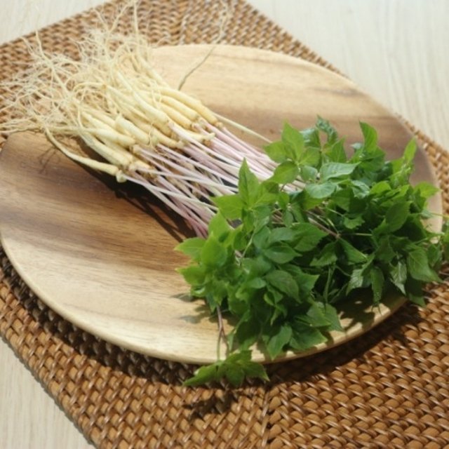 스마트팜 수경재배 새싹인삼 중 30뿌리