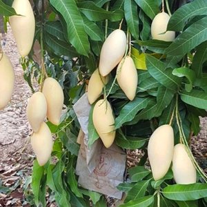 골드망고 2.5kg