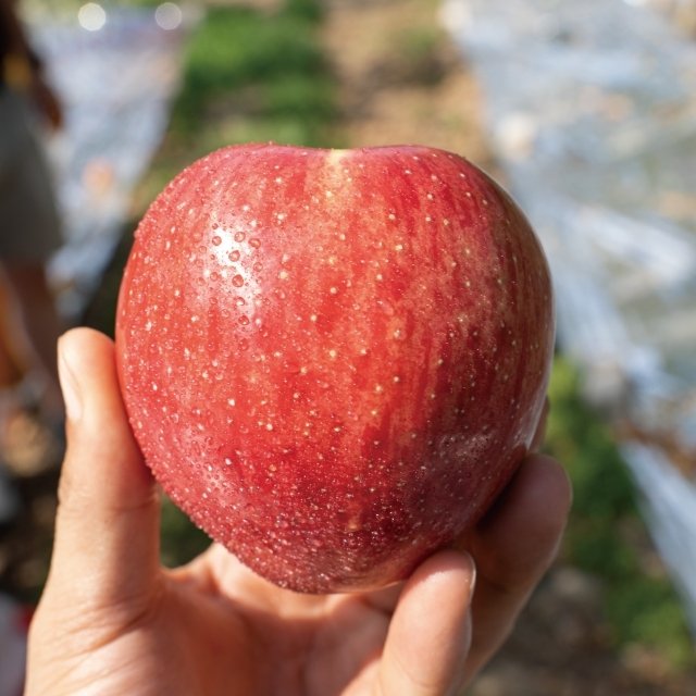 경북 햇 가정용 홍로사과 3kg+3kg (총 6kg)