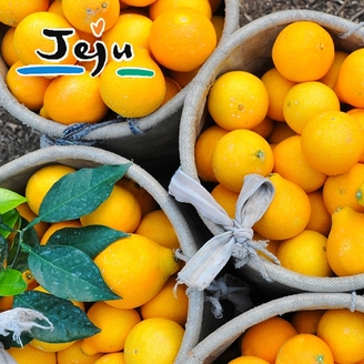 [명품제주] 산지직송 제주 황금향 2.5kg (랜덤과)