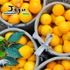 [명품제주] 산지직송 제주 황금향 2.5kg (랜덤과)