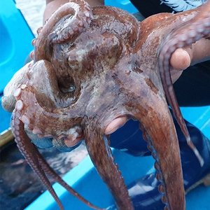 자연산 생물 돌문어 (2-3미) 1kg