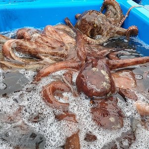 자연산 생물 돌문어 (2-3미) 1kg