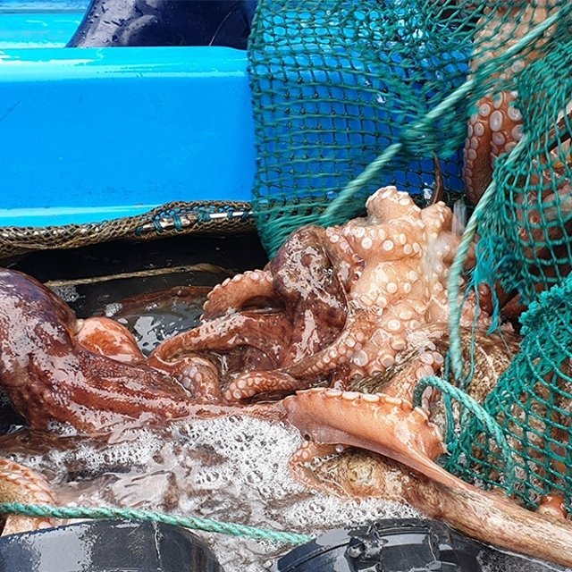 자연산 생물 돌문어 (2-3미) 1kg