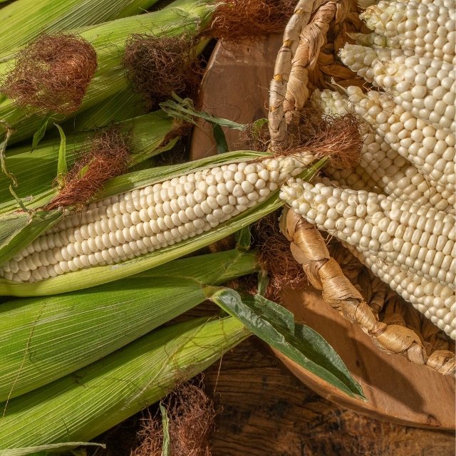 [신선한아침] 쫄깃하고 담백한 강원도 영월 냉동옥수수 12~16cm 2팩(6개입) 