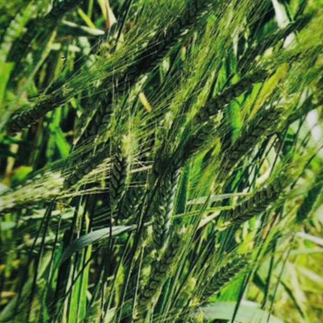 호밀 벼과 웰빙 식물 곡물 씨앗 종자 품종 30g (WFGYCCM)