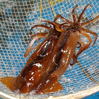 국내산 손질 통오징어 250g(2미) x 6팩 