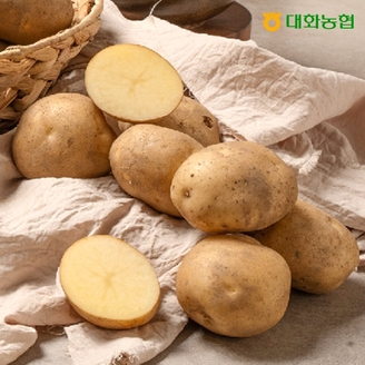 (특등급, M사이즈) 대화농협 강원 햇 감자 10kg (개당100~250g)
