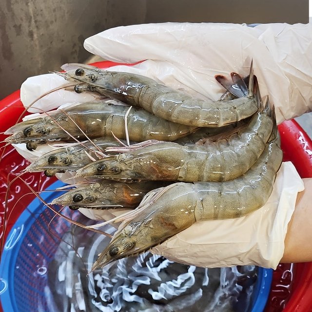 [산해직송] 활새우 흰다리새우 1kg