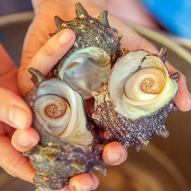 거제 통영 뿔소라 1kg 6-12미 자연산 뿔소라 해녀 뿔소라 뿔고동 전복소라 활 소라 고둥 소라고동