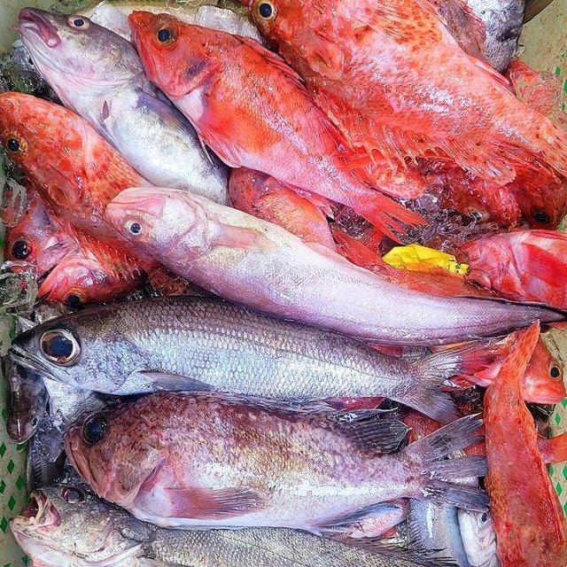 생물 손질 자연산 통영 제철 생선 1-1.5kg 2-6종 잡어 모듬 생선 구이 용 생선 매운탕 생선 돌돔 삼뱅이