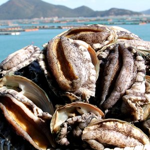 완도활전복 왕특특대 12미(미당100~120g)