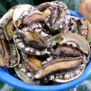 완도활전복 왕특특대 12미(미당100~120g)