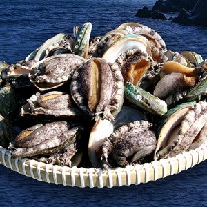 완도활전복 왕특특대 12미(미당100~120g)