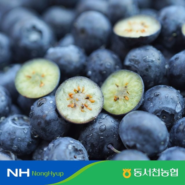 [특등급] 25년 햇 동서천농협 生블루베리 200g x 4팩 (총 800g)