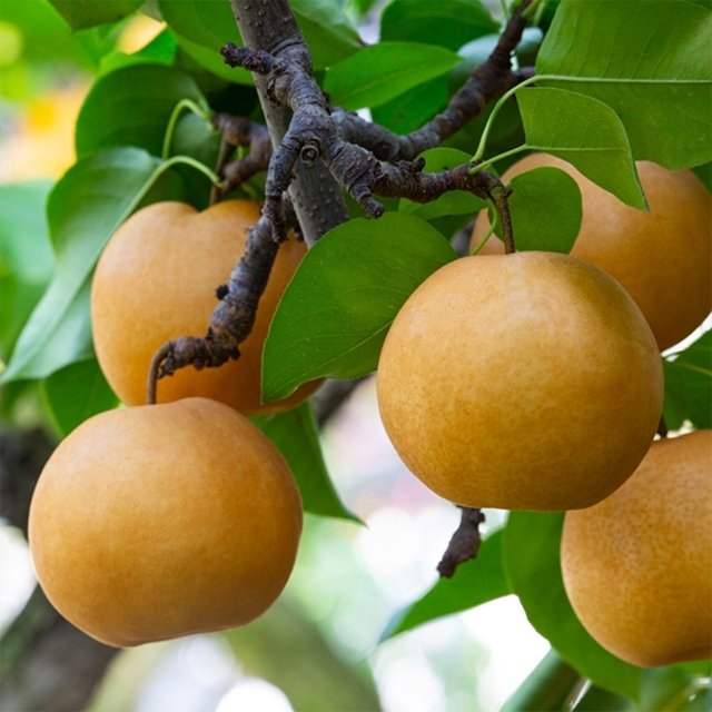 특등급 나주배 5kg(7~9과) + 선물용 보자기 1장