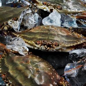 국내산 실속 절단꽃게  350g x 10팩 (총 3.5kg)