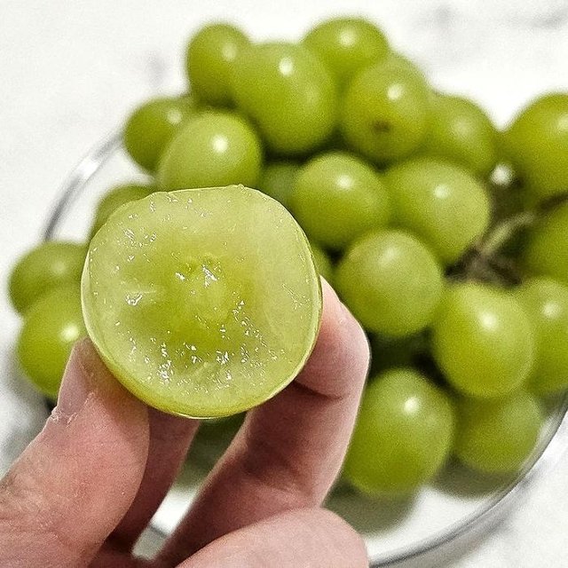 씨없는 애플 청포도 500g 오톰크리스피 스윗글로브 씨없는포도 어텀크리스피 애플포도 씨없는청포도