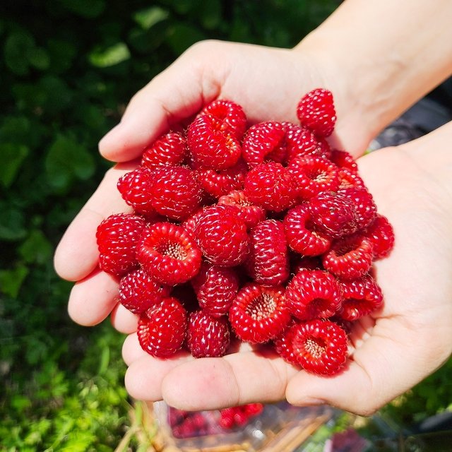 [산해직송] 프리미엄 산딸기 1kg