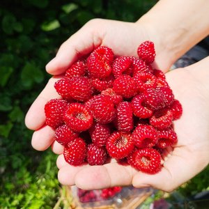 [산해직송] 프리미엄 산딸기 1kg
