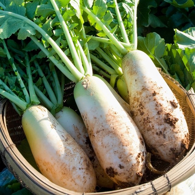 [농협청과33번] 햇무 7kg내외 (특/3~6개) (무청제거)