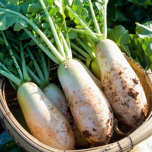 [농협청과33번] 햇무 7kg내외 (특/3~6개) (무청제거)