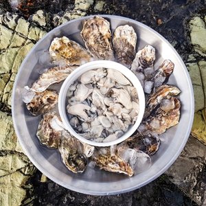 제철 통영 깐 생굴 1kg x 70미내외