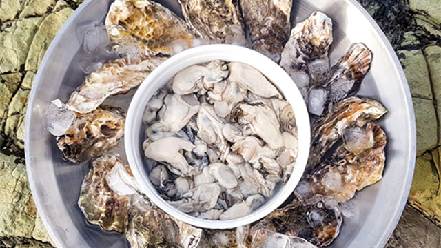 제철 통영 깐 생굴 1kg