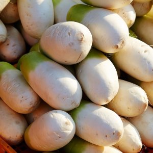 [1인1개구매가능]제주 월동무 소 5kg (4-5개)