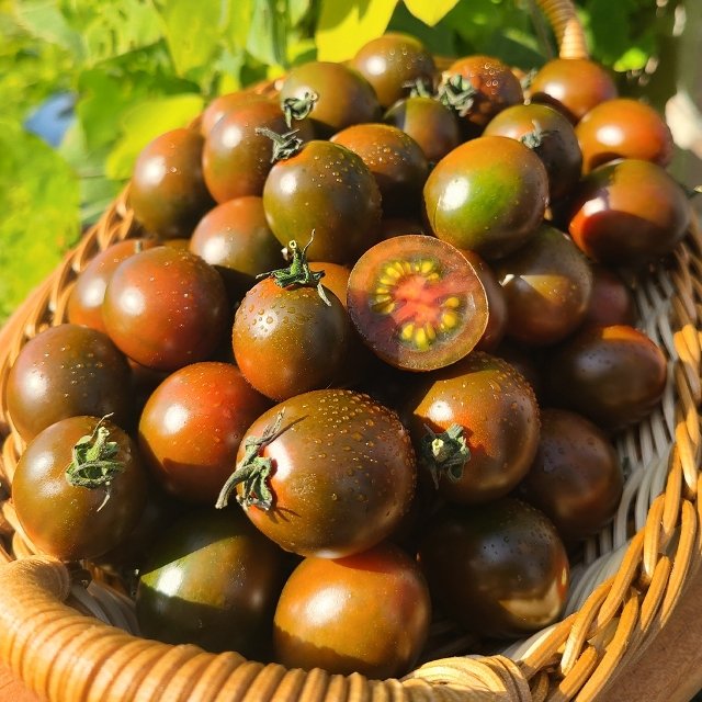 단짠단짠 부산 흑대추방울토마토(1-3번과) 1kg