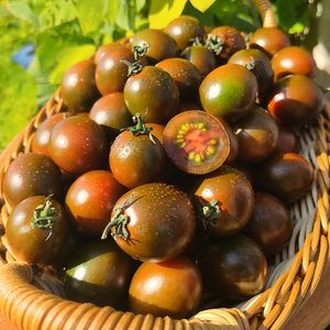 단짠단짠 부산 흑대추방울토마토(1-3번과) 1kg