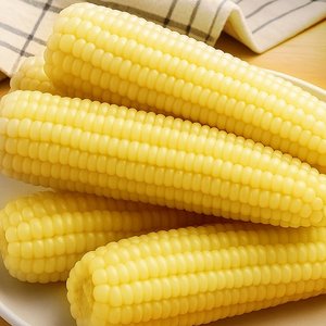 [산해직송] 쪄서가는 쫀득한 백찰옥수수 10개 특대