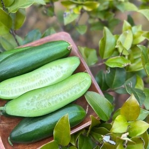 [JGR Fresh] 수분가득 아삭한 미니오이 2kg[40개내외]