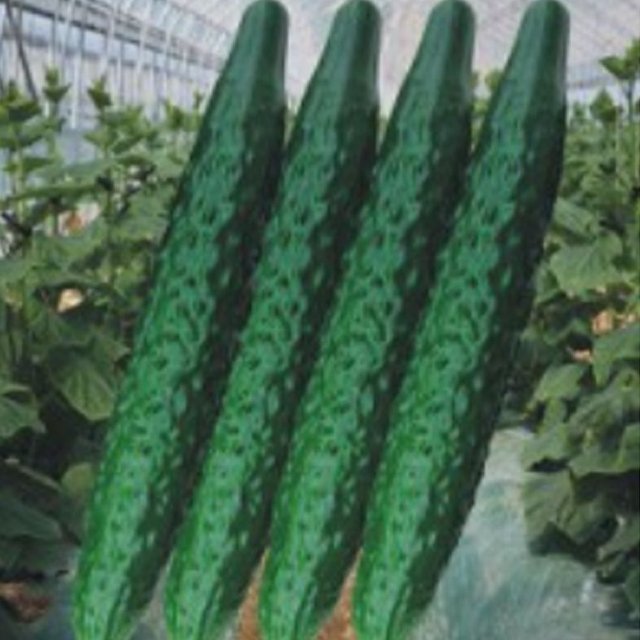 채소종자 품종종자 오이품종씨앗 오이씨앗 삼척오이씨 50립 (WFKBY5Z)