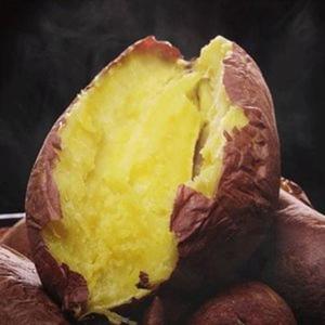 해남 햇 꿀고구마 10kg (대)