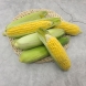 첫수확 초당옥수수 특품 10개입 (14cm 이상)