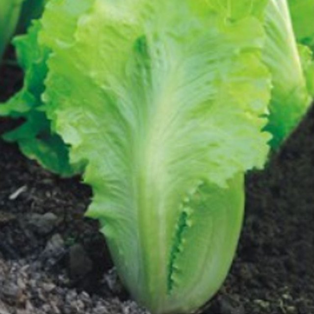 채소씨앗 아삭이상추종자 상추씨앗 2000립야채씨앗 2000립 (WFK0M2D)