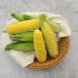 첫수확 초당옥수수 특품 20개입 (14cm 이상)