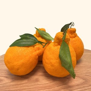 가정용 한라봉 혼합과 5kg 내외