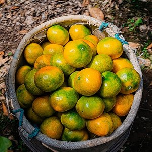 제주직송 하우스 감귤 소과 1.5kg(박스제외중량)