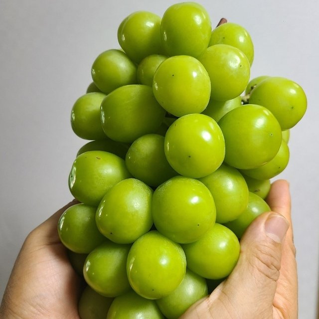 산지직송 제철 18beix 초고당도 샤인머스켓  2kg x 3-6수 내외