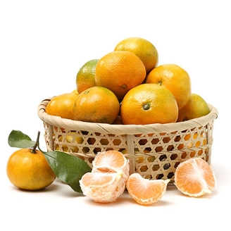 [작심밀도]25년 극조생 감귤 대과(L이상) 10kg