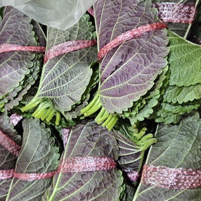 알뜰 국산 깻잎 2kg 이내 50속 생 깻잎 생채 깻잎쌈