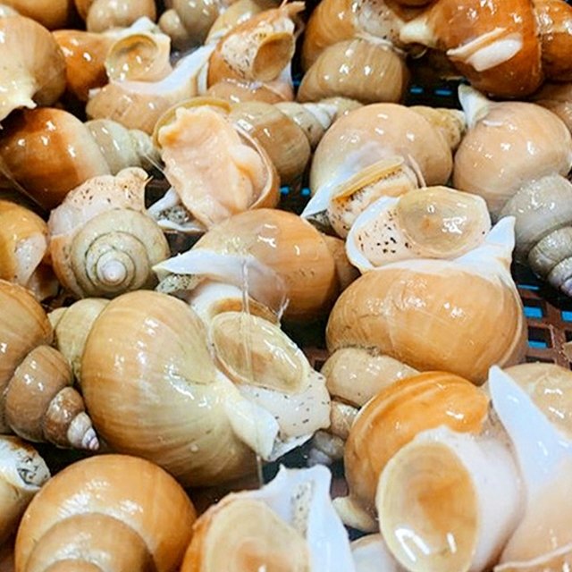 국내산 활 백고동 1kg 대