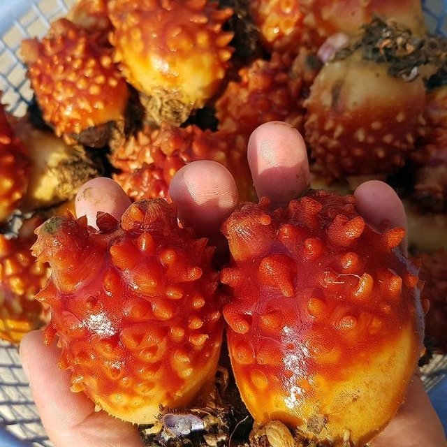 통영 꽃 멍게 1kg 7-10미 멍개 통영 멍게 1kg 활멍게 우렁쉥이 피멍게 제철 멍게 회