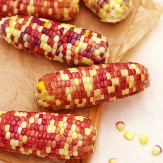 알록달록 홍찰 냉동 삶은 찰옥수수 20개 10~15cm내외