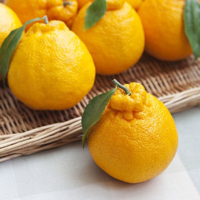 [작심밀도]제주직송 노지 한라봉 혼합과 3kg