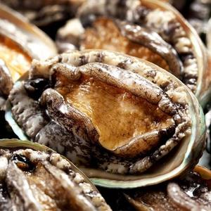 [바다소풍] 완도 大 활전복 1kg 15미(미당 65~80g)