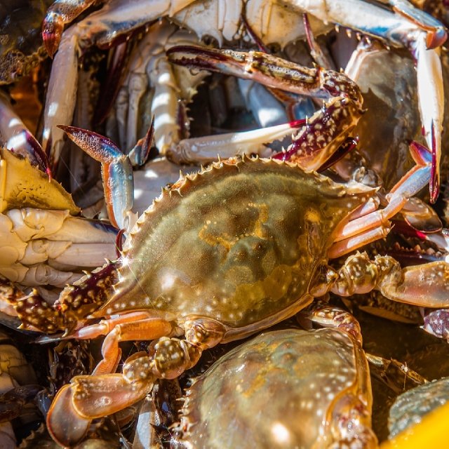 [산해직송] 국내산 서해 활꽃게 숫꽃게 3kg(12-18미 내외) 가을 제철 생물