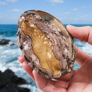 [산지직송]특특대 완도 활전복 1kg(9-10미) 산소포장